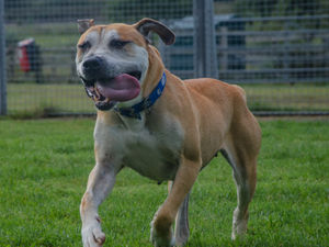 Supporting image for story: Dog which was abandoned needs a new home