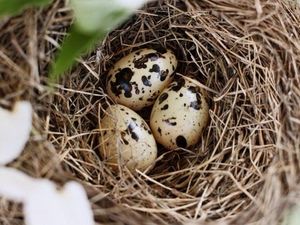 Supporting image for story: Why are some eggs round and others pointy? Scientists think they've cracked it...