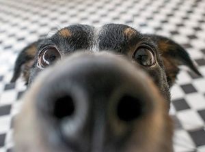 Supporting image for story