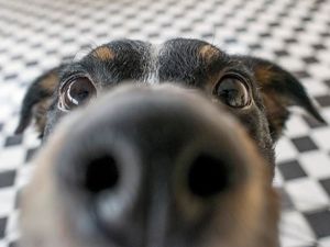 Supporting image for story: These 11 smells are powerful enough that people remember them from childhood