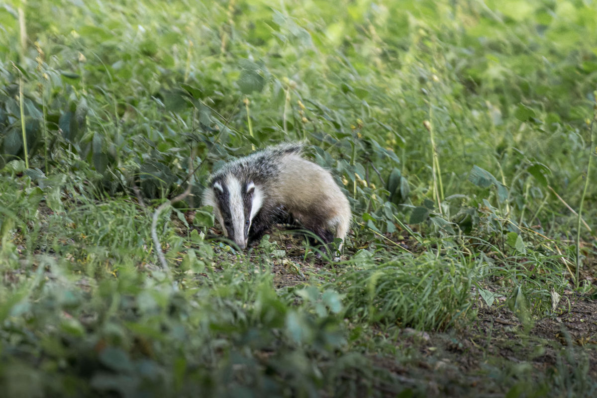 Reader pictures: Badger business
