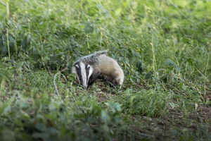 Supporting image for story: Reader pictures: Badger business