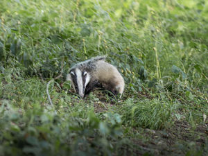 Supporting image for story: Reader pictures: Badger business
