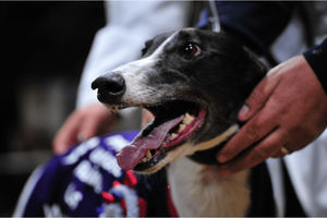 Druids Say Go after winning the 2024 Oaks.