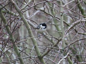 A coal tit