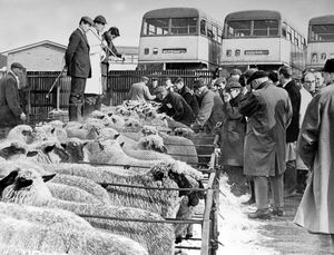 February 7, 1986: 'Precautions against foot and mouth were being used at Wolverhampton cattle market yesterday which was opened for the first time since foot and mouth restrictions came into force in November.' 