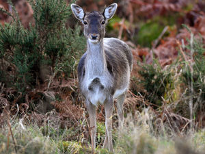 Supporting image for story: Rescue effort in hand to release deer trapped in metal fence