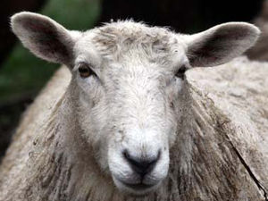 Supporting image for story: Shropshire's 'depressed sheep' and soggy owners hoping for better weather after summer downpours