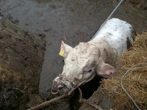 Supporting image for story: Pictures: Bull rescued from slurry pit