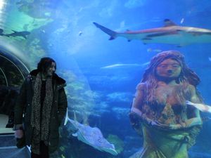 Supporting image for story: Birmingham Hippodrome panto stars visit SEALIFE Centre