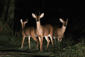 Deer, rabbits and wild birds on Cannock Chase are targeted by poachers