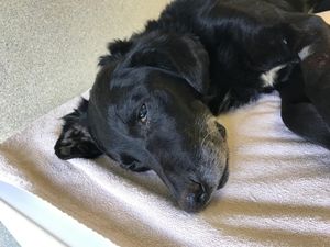 Supporting image for story: Poorly dog put down after being found abandoned in field with a large tumour