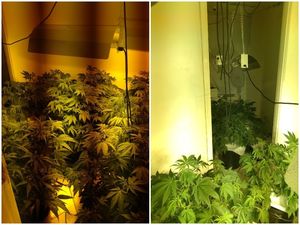 Supporting image for story: Police raid uncovers £60k worth of cannabis inside Great Barr home