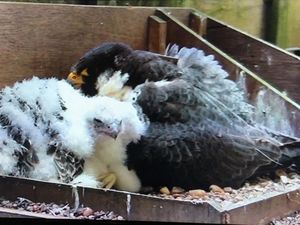 Supporting image for story: Catching the falcon killer: Reward offered for peregrine poisoner