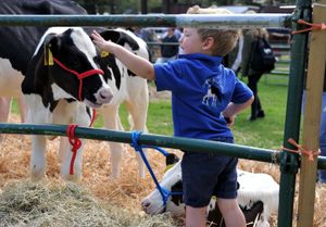 A little boy meets a little calf at Newport Show