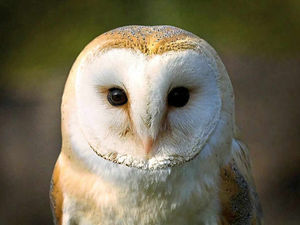 Supporting image for story: Peter Rhodes: No-one should die in a storm