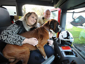 Supporting image for story: Bucket list joy for poorly Shropshire dog Ralph - watch the video