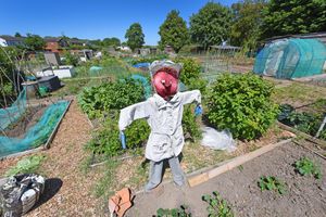 Leegomery Allotments, Telford, has been busy during lockdown and sunny weather