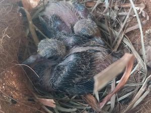 Socorro dove chicks in a nest at London Zoo