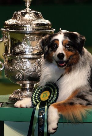 Crufts Best in Show winner, Chance (aka - Caitland Isle Take a Chance) the Australian shepherd, of California, U.S. sits with the trophy at the National Exhibition Centre in Birmingham, in 2006