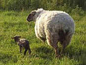 Supporting image for story: Good prices at sale of sheep
