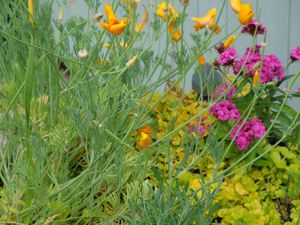 Chirk Court's Sensory Garden features accessible pathways, soothing wind chimes, water features, fragrant planting, eye-catching features, raised beds ideal for wheelchair users, and inclusive, relaxing spaces.
