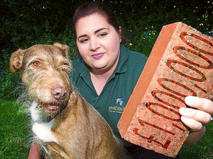 Supporting image for story: £1m appeal for Shropshire pet rescue base