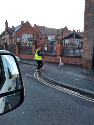 A young swan was rescued by Rachel Travis on Longden Road, Coleham