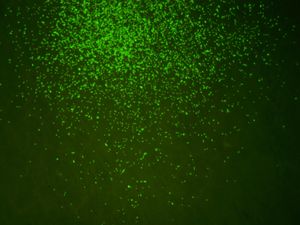 Supporting image for story: Deep-sea microbes ‘revive and multiply’ after 100 million years dormant – study