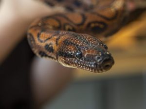 Supporting image for story: Ronaldo the snake produces 14 babies after rare ‘virgin birth’