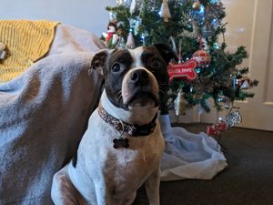 Sonny is patiently waiting for his presents to appear under the tree for his first Christmas in his new home
