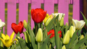 Visitors can enjoy a sea of colour when the tulips are in full bloom