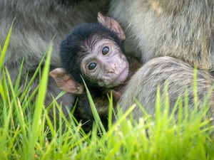 Supporting image for story: Second Barbary macaque born at safari park