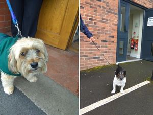 Supporting image for story: Dogs at polling stations: Pooches star in paw-fect General Election Twitter trend