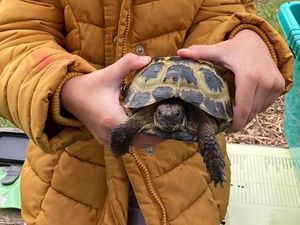 Supporting image for story: Children embrace tortoise and fruit trees at Market Drayton school farm