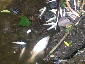 Supporting image for story: Concerns raised after more fish found dead following heavy thunderstorms