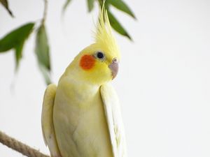 Supporting image for story: Woman appealing to find missing cockatiel that escaped from her home 