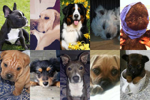 Supporting image for story: Pup Idol 2016: Vote for your favourite canine