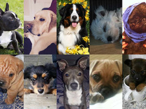 Supporting image for story: Pup Idol 2016: Vote for your favourite canine