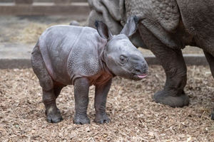 The baby rhino has not yet been named