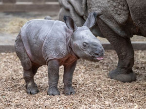 The baby rhino has not yet been named