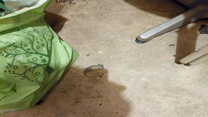 Dead mice found on the floor were among the multiple food safety offences found at the Cottage