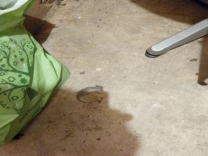 Supporting image for story: Kingswinford pub company fined after dead mice, droppings and food past sell-by-date discovered by health inspectors