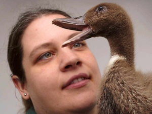 Supporting image for story: Staff go quackers for friendly chick