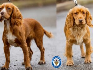 Supporting image for story: Commonwealth puppies all grown up and getting ready for Games