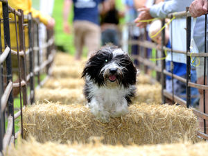 Supporting image for story: Ludlow Dog Day cancelled
