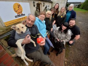 Supporting image for story: Stafford dog rescue hosting festival to celebrate one year anniversary