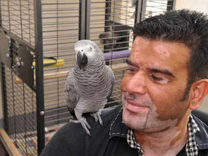 Supporting image for story: Flap over as lost bilingual parrot is found