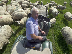 Supporting image for story: Dip in wool price hits Shropshire sheep farmers