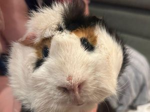Supporting image for story: 'The worst case of neglect I’ve seen' – Shocking discovery of guinea pigs dumped in a box near Telford zoo